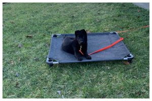 ElitePuppyTraining.com