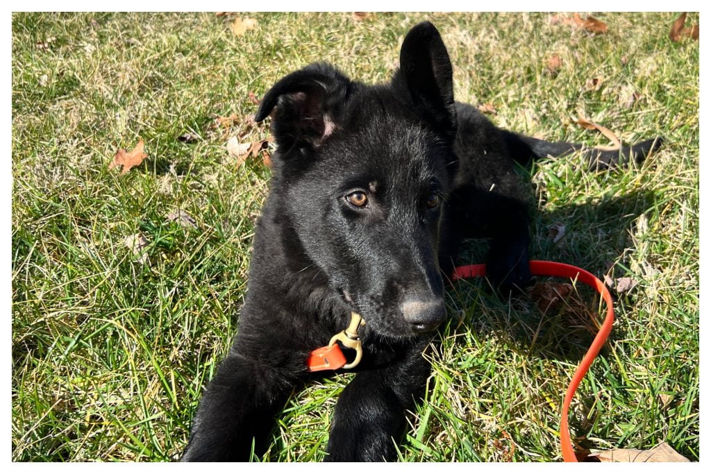 ElitePuppyTraining.com