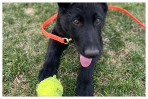 ElitePuppyTraining.com