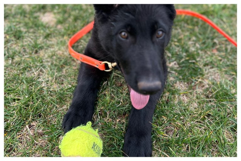 ElitePuppyTraining.com