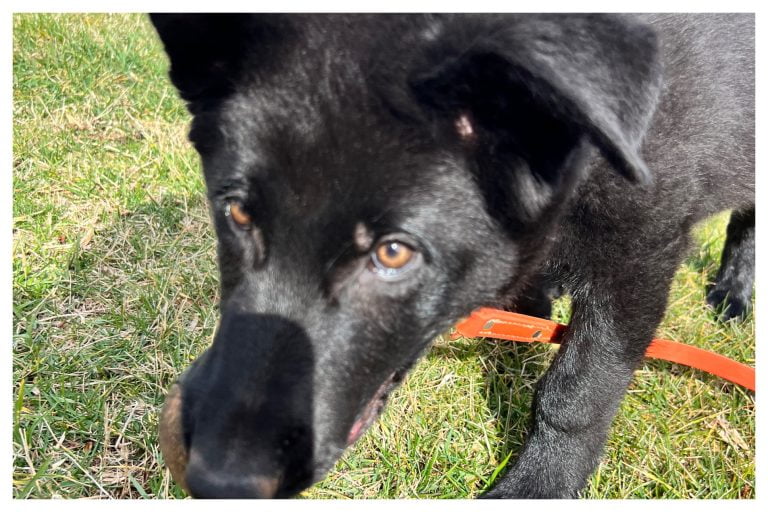 ElitePuppyTraining.com