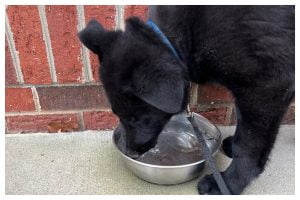 ElitePuppyTraining.com