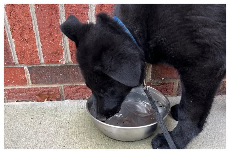 ElitePuppyTraining.com