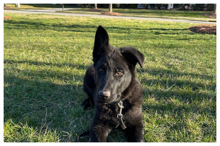 ElitePuppyTraining.com